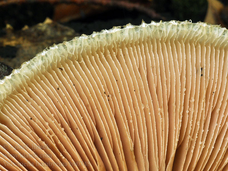 Zijdeachtige Beurszwam Volvariella bombycina