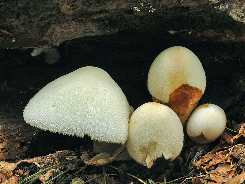 Wolliger Scheidling Volvariella bombycina