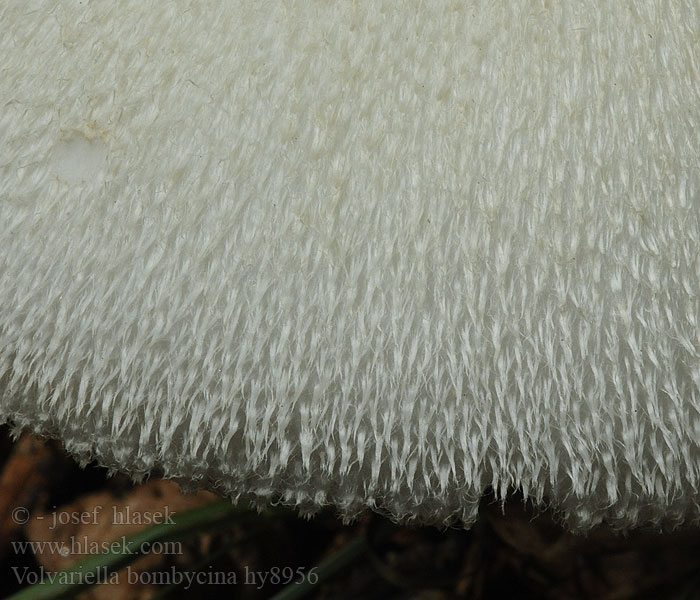 Zijdeachtige Beurszwam Volvariella bombycina