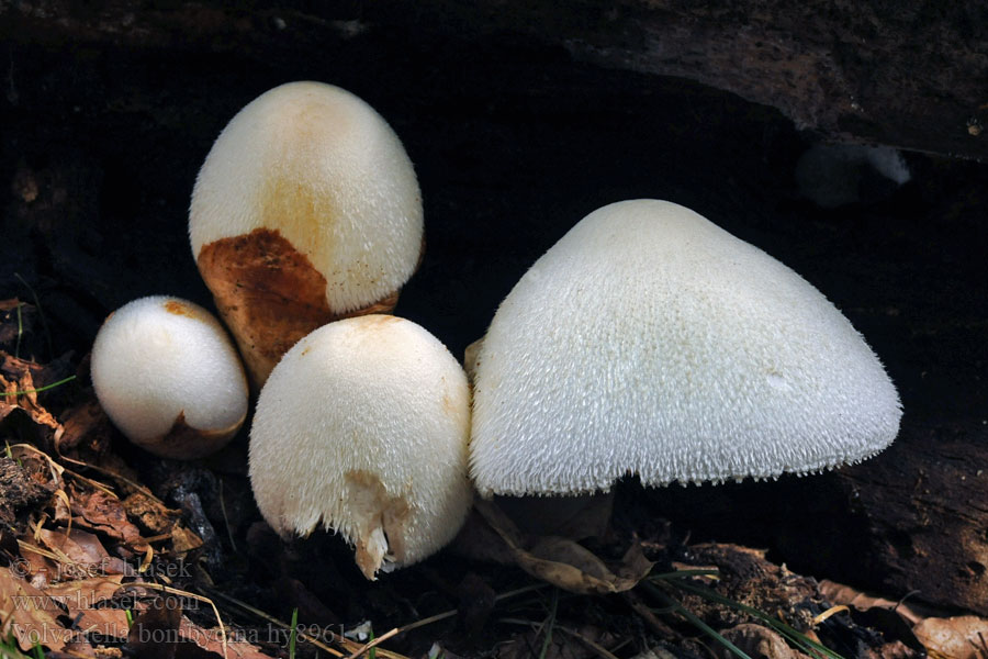 Pochwiak jedwabnikowy Volvariella bombycina