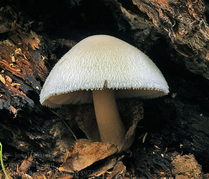 Pošvovec stromový Volvariella bombycina