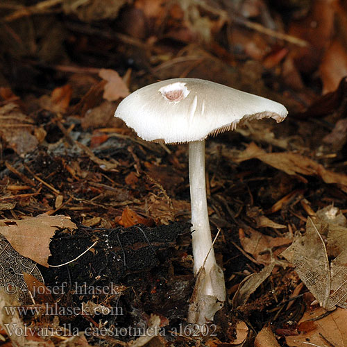 Volvariella caesiotincta al6202