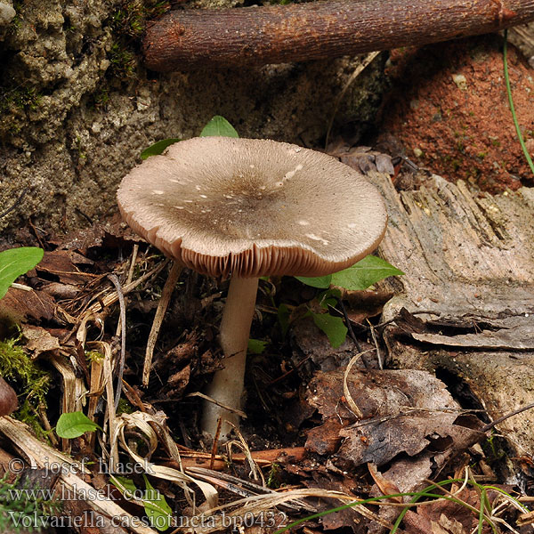 Volvariella_caesiotincta_bp0432