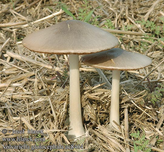 Volvariella gloiocephala Stubble rosegill Kukmák okázalý