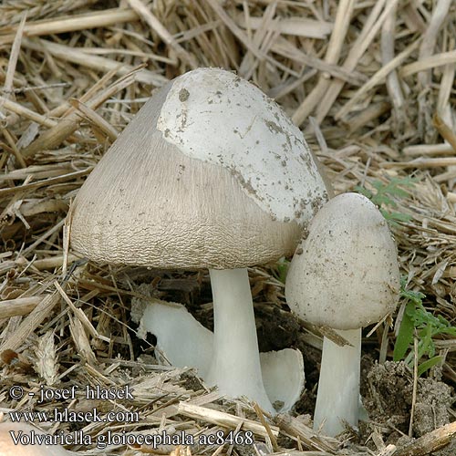 Volvariella gloiocephala ac8468