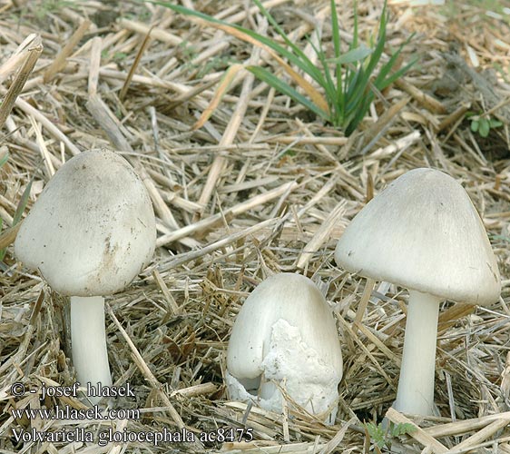 Volvariella gloiocephala ac8475