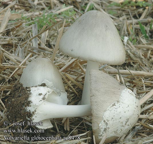 Volvariella gloiocephala 粘盖草菇拉丁学名 Tarhatuppisieni