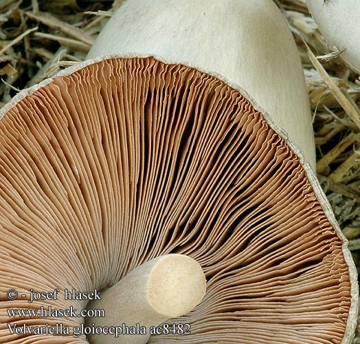 Volvariella gloiocephala Høj Posesvamp Volvaire gluante