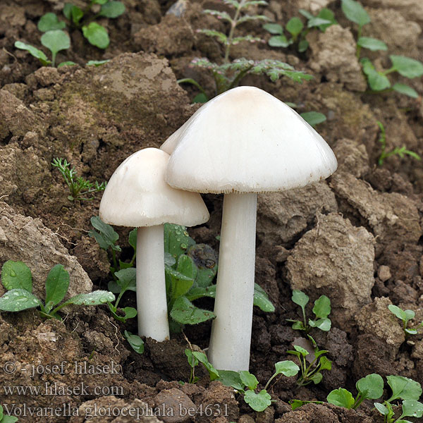 Volvariella gloiocephala Volvopluteus gloiocephalus