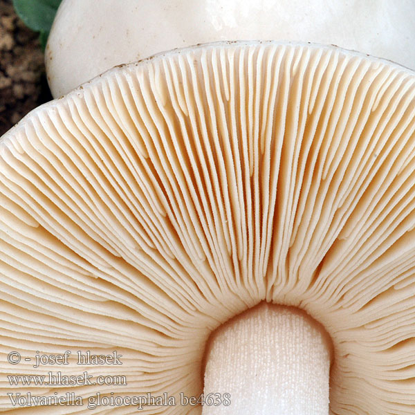 Volvariella gloiocephala be4638