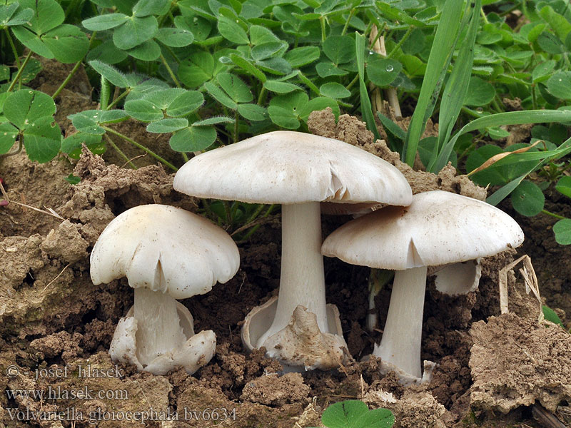 Volvariella gloiocephala Gewone beurszwam Viskozna obojnjača