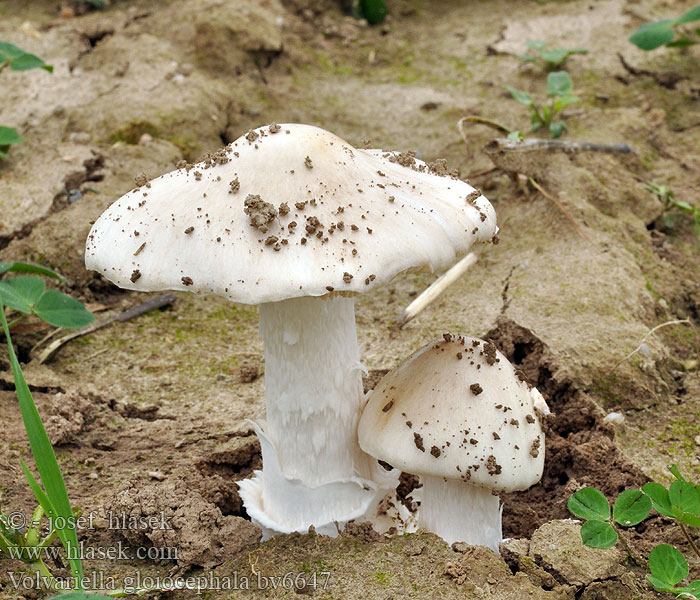 Volvariella gloiocephala Pošvovec obyčajný Velika nožničarka