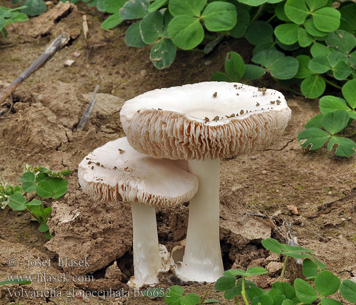 Volvariella gloiocephala Siva obojnjača Vit slidskivling