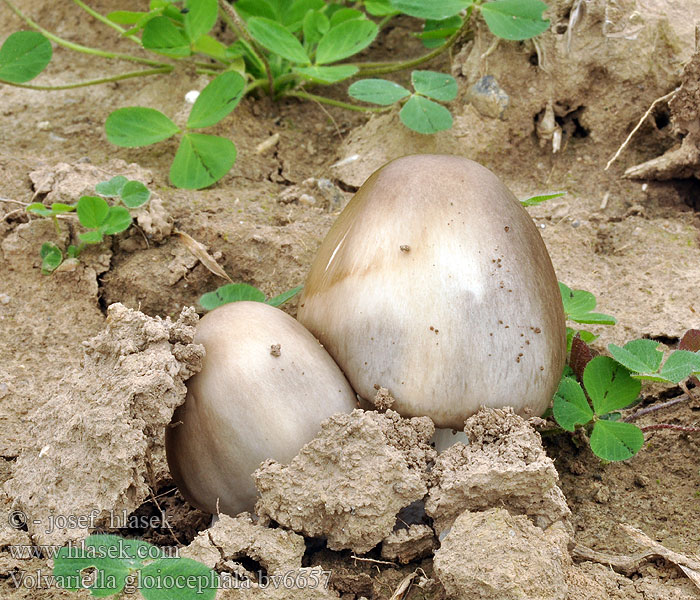 Volvariella gloiocephala Stubble rosegill