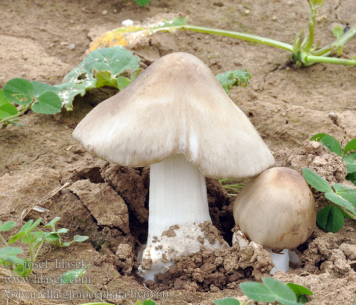 Volvariella gloiocephala Kukmák okázalý