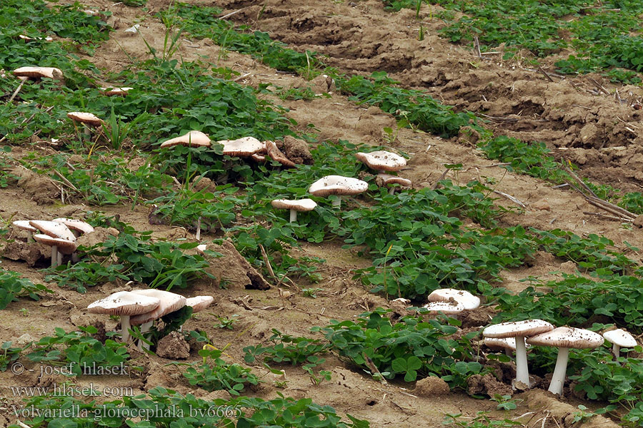 Volvariella gloiocephala Großer Scheidling