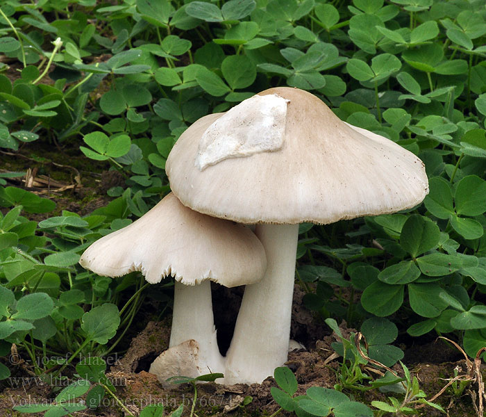 Volvariella gloiocephala Pochwiak okazały