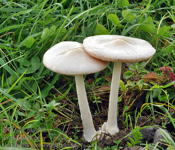 Volvariella gloiocephala 粘盖草菇拉