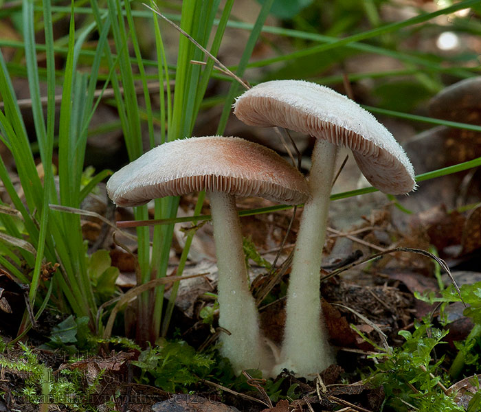 Volvariella hypopithys Kukmák prostřední Donzige beurszwam