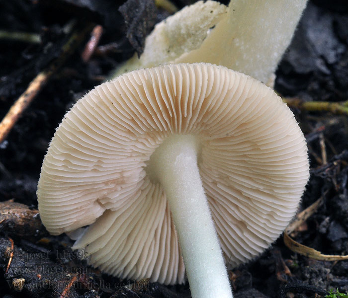 Mausgrauer Scheidling Volvariella murinella