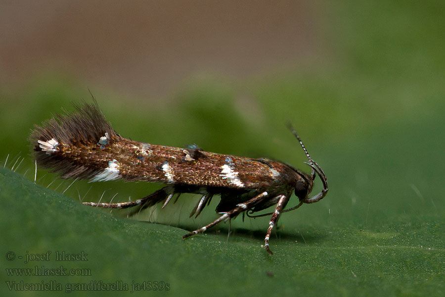 Vulcaniella grandiferella