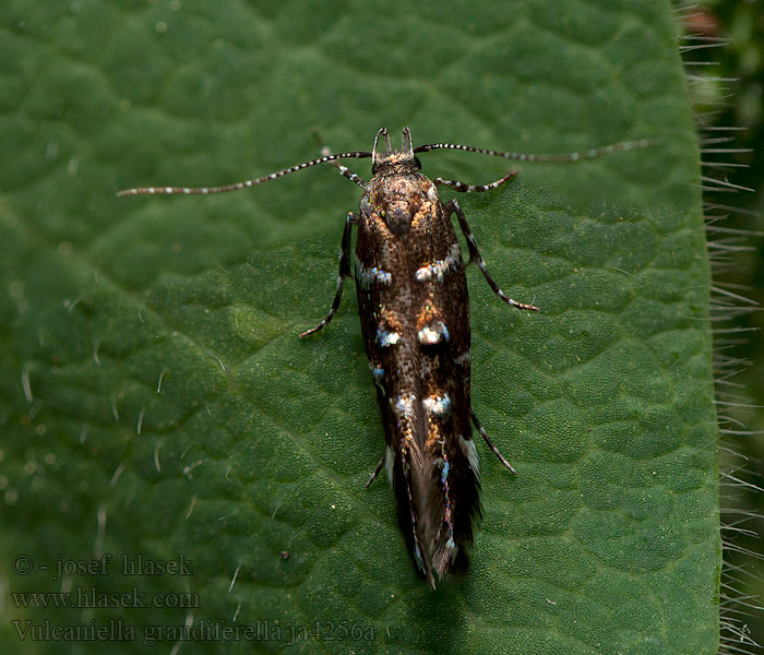 Vulcaniella grandiferella