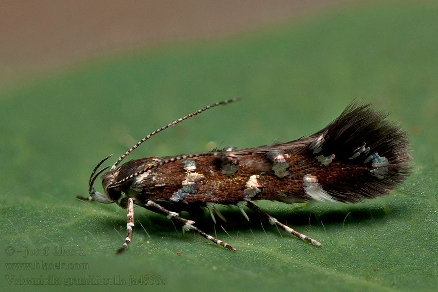 Vulcaniella grandiferella