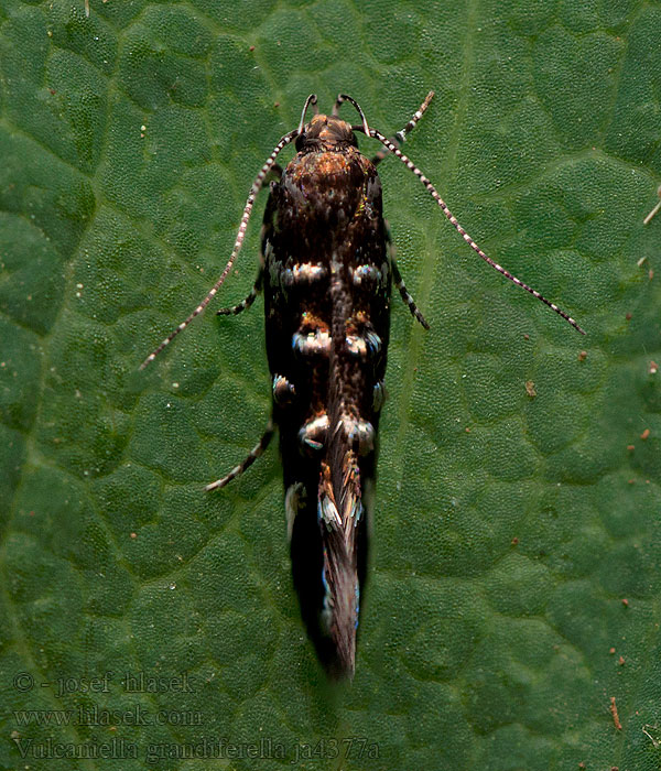 Vulcaniella grandiferella