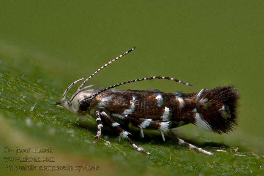 Vulcaniella pomposella Szalmagyopár tündérmoly