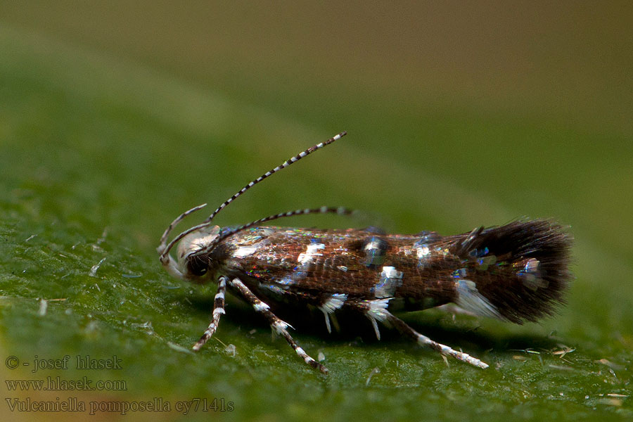 Vulcaniella pomposella