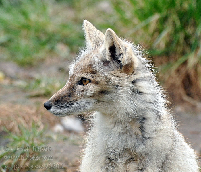 Vulpes corsac Corsac fox Korsak Steppenfuchs Корсак Renard corsac