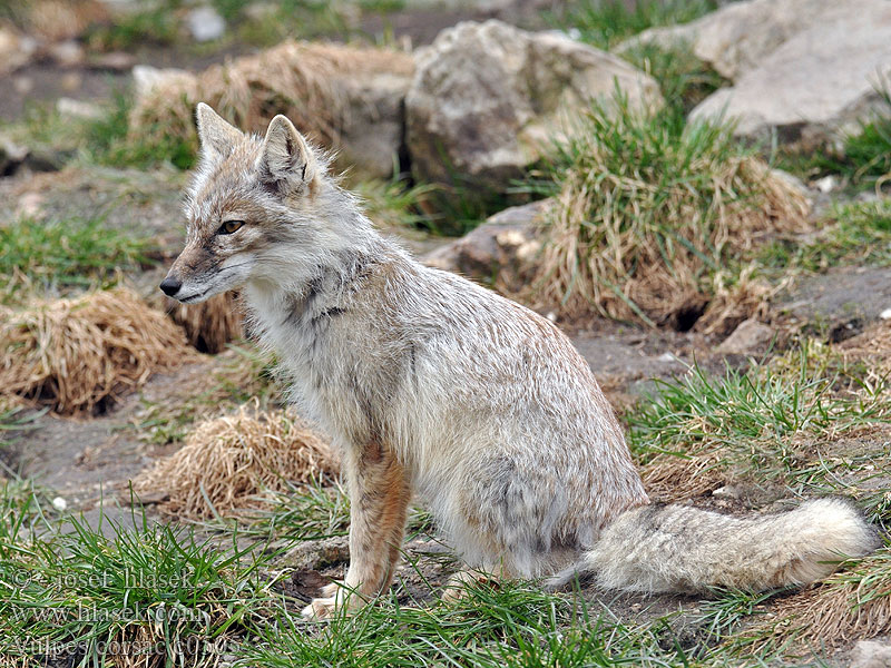 Vulpes_corsac_c0505