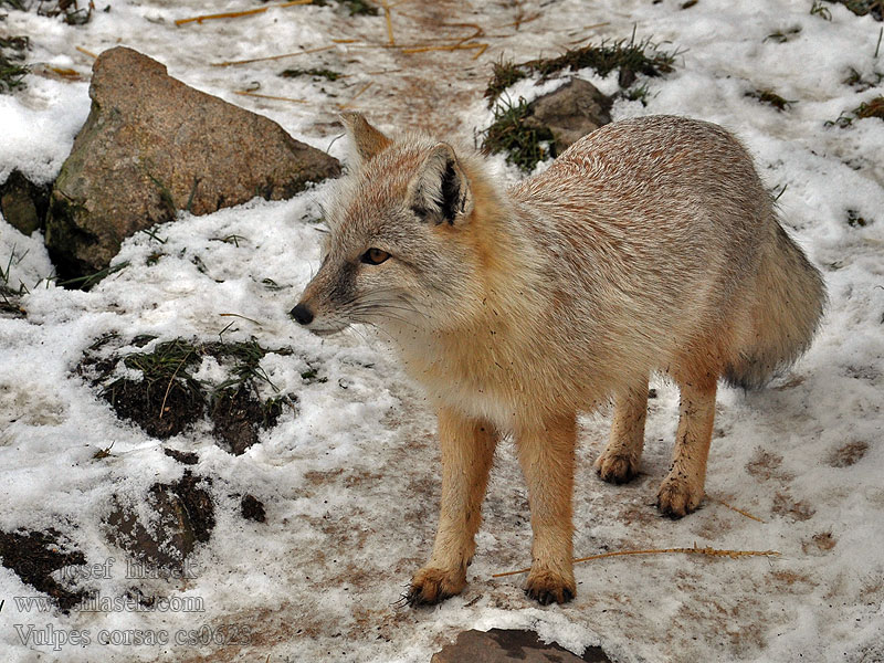 Vulpes corsac Korsakkc Karsaк Stepperev Лис корсак שועל קורסאקי