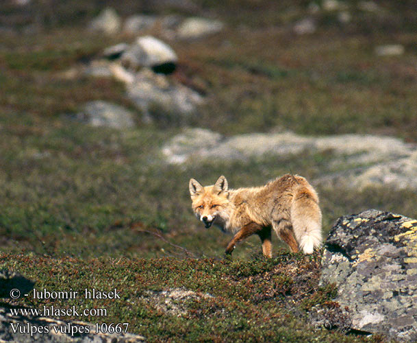 Vulpes vulpes 10667