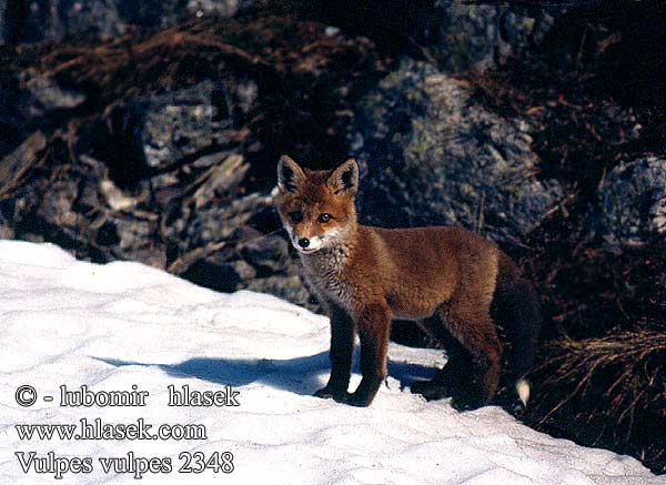 Vulpes vulpes 2348