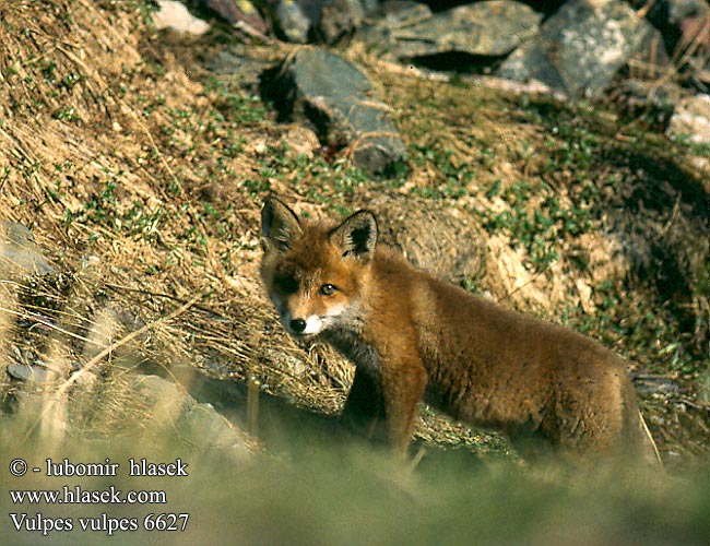 Rotfuchs Zorro Liška obecná líška obyčajná