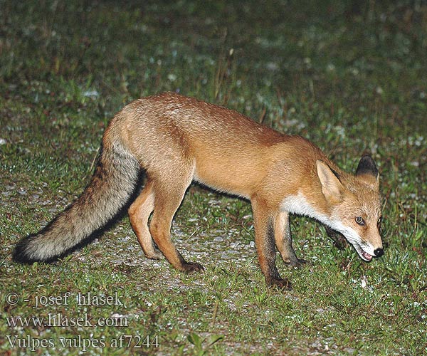 Vulpes vulpes af7244