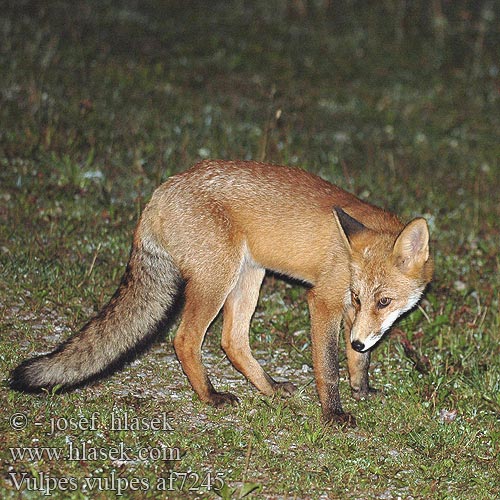 Vulpes vulpes af7245