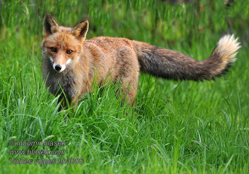 Rotfuchs Vulpes vulpes