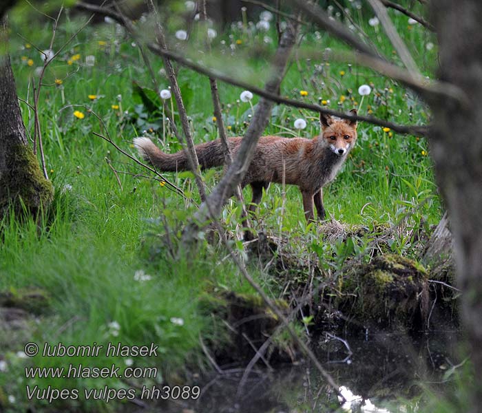 Zorro Vulpes vulpes