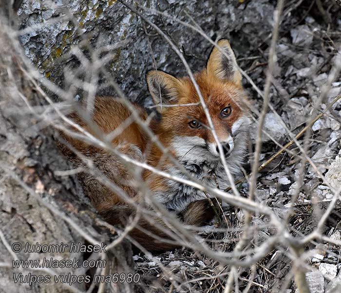 Liška obecná Vulpes vulpes