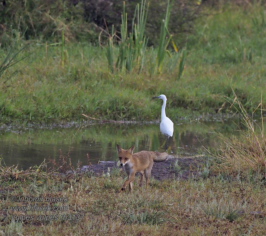 Vulpes vulpes