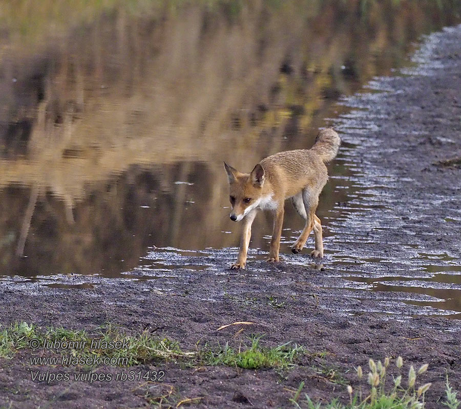 Vulpes vulpes