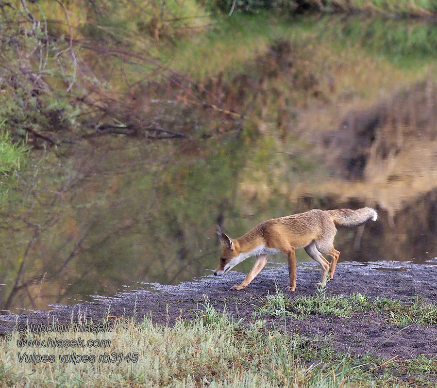 Vulpes vulpes