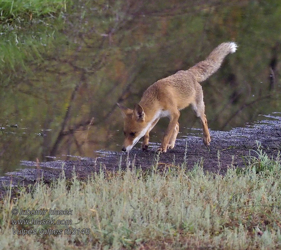 Vulpes vulpes