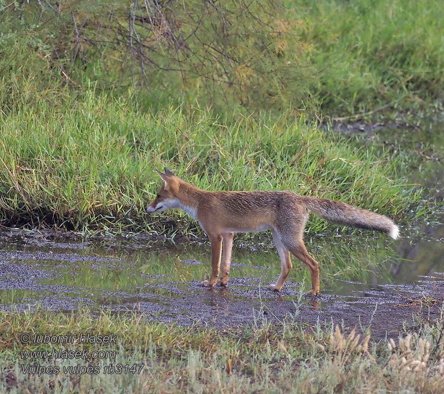 Vulpes vulpes