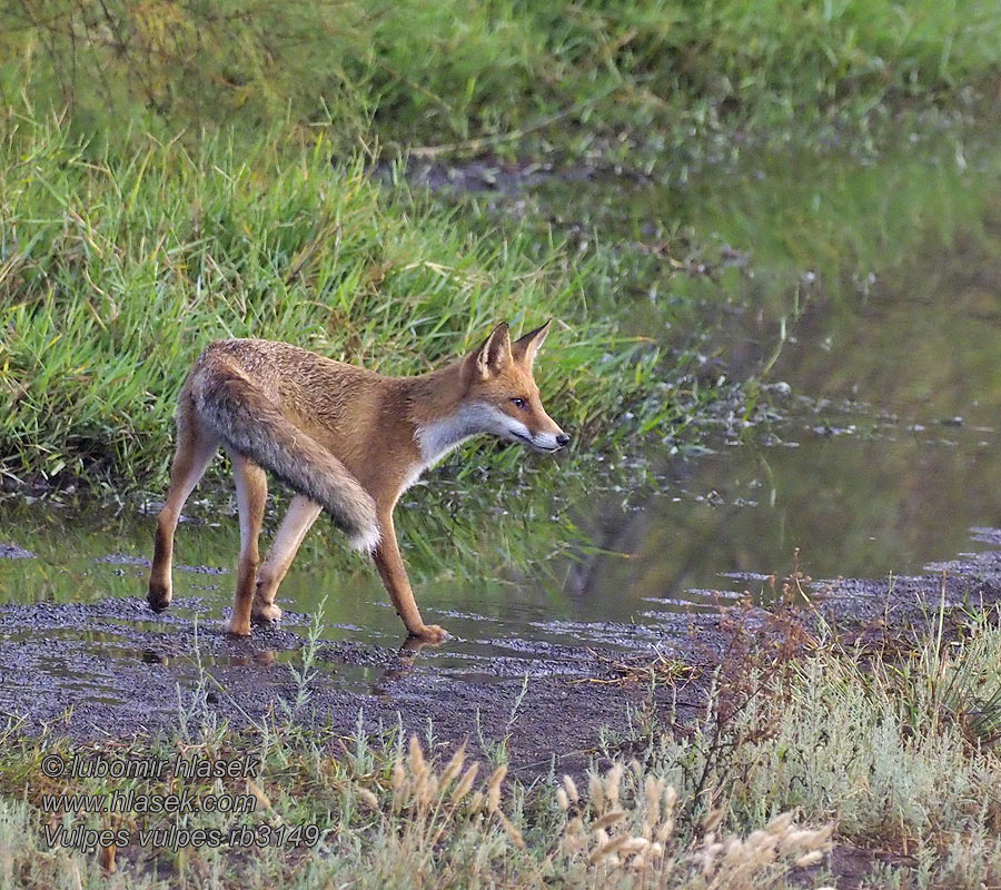 Vulpes vulpes