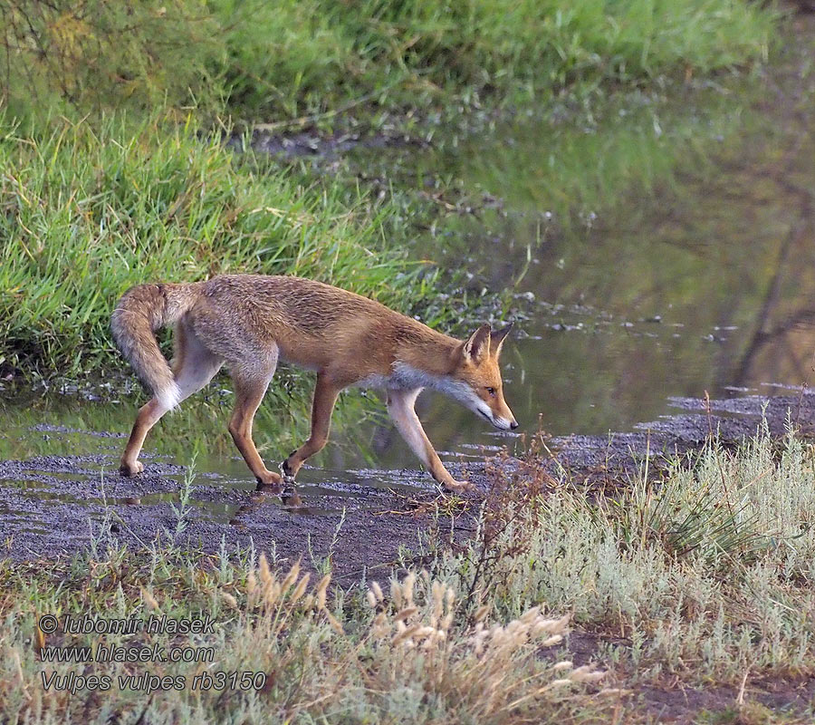 Vulpes vulpes