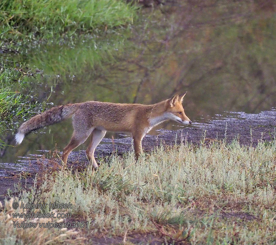 Vulpes vulpes