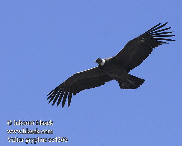 Vultur gryphus Sarcoramphus Andean Condor Kondor andský Andenkondor Andeskondor Cóndor Andino Andienkondori Condor Andes Ande コンドル Andescondor Kondor wielki Condor-dos-andes Андский кондор Андски кондор קונדור האנדים Andeskondor Kondor golierikatý And Kondorunun